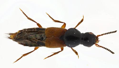 Réf. 310 078 : Quedius cruentus